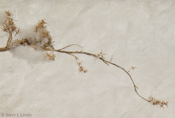 Winter-5489-Edit-perfef-oldpaperdark