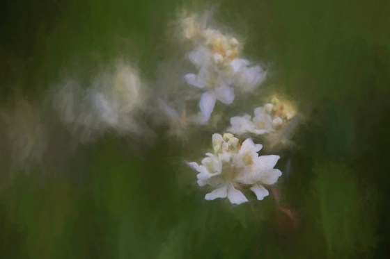 2015-1964-OGBR-twice