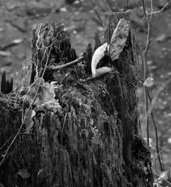 2015-6086-Edit-000-DL