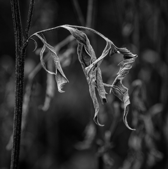 2015-Carmel-5992-001