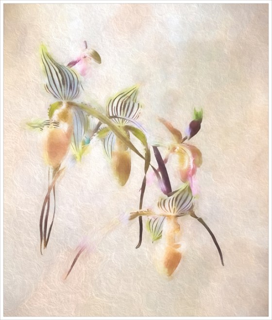 Paphiopedilum_01w--copy-obsc2