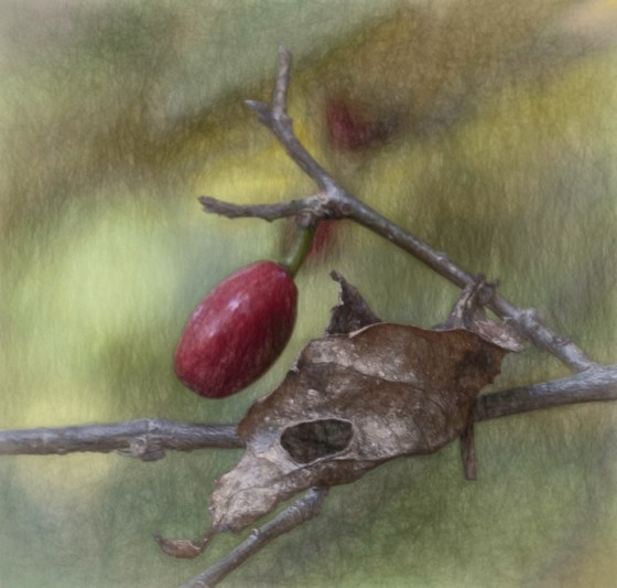 _MG_7539-copy-softSk2