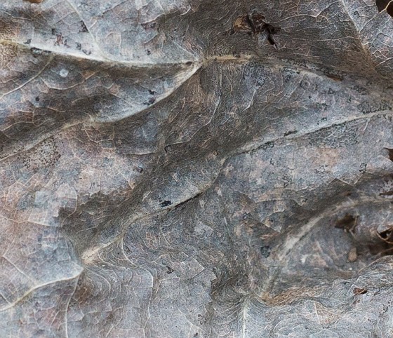 2016-ShraderWeaver-6854-Edit